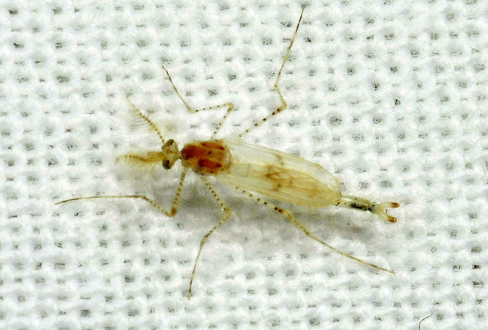 Chaoboridae